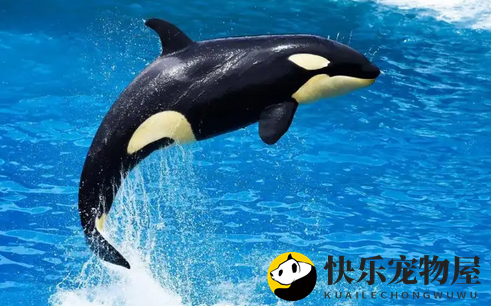 鲸鱼真的属于鱼类吗？