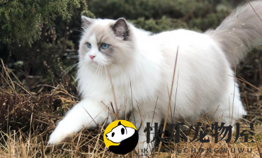 金吉拉和布偶猫配种可以吗 布偶猫和金吉拉配种要慎重