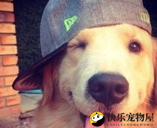 揭秘金毛鼻头发红之谜，金毛犬鼻头发红如何应对？