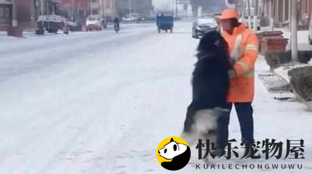阿拉斯加散步路人总是躲得远远的，直到有一天遇到了环卫工大爷
