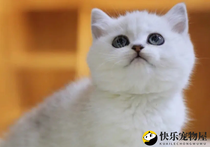 银渐层猫粘人嘛？想养的来看看吧