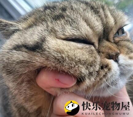 袜子间的猫咬意外