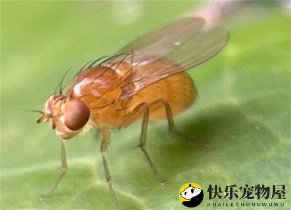 雄果蝇染色体组成图解