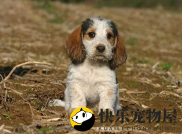 迷你贝吉格芬凡丁犬在都市中的适应能力如何？不容乐观