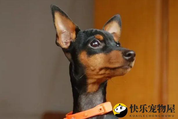 迷你杜宾犬怎么定点上厕所训练？宠主看过来
