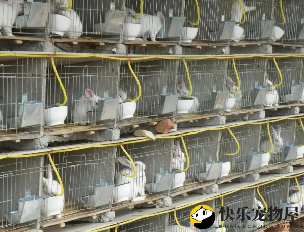 霉菌危害大，兔子腹胀急救法！