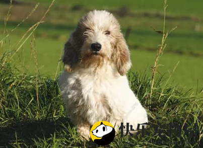 迷你贝吉格芬凡丁犬在都市中的适应能力如何？不容乐观