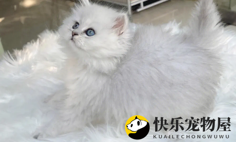 金吉拉猫身上有跳蚤怎么去除？怎么去跳蚤？