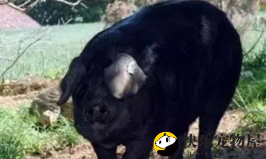 黑毛猪肉：珍稀品种的昂贵之谜