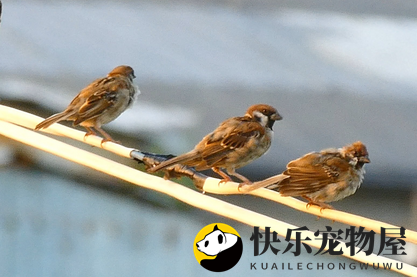麻雀入家门有何吉兆