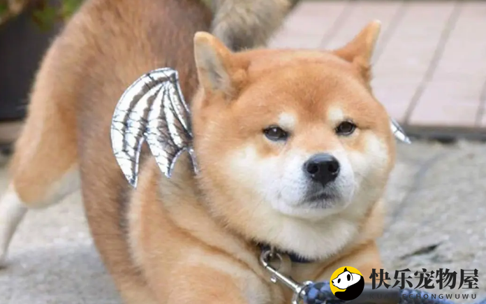 适合家养的狗 根据家庭条件选择适合的狗狗
