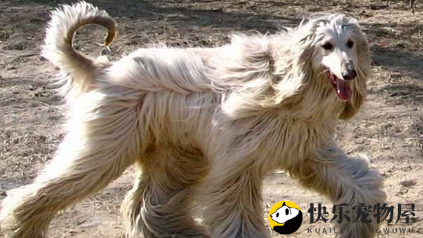 揭秘阿富汗猎犬掉毛之谜！