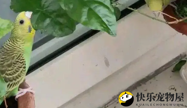 鹦鹉易误食花草，放出笼活动要谨慎！
