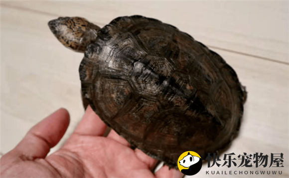 黑森林侧颈龟，来认识认识它！