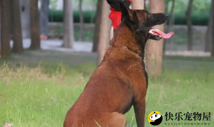 饲养马犬的需要注意啦，这个时间段马犬开始疯长！