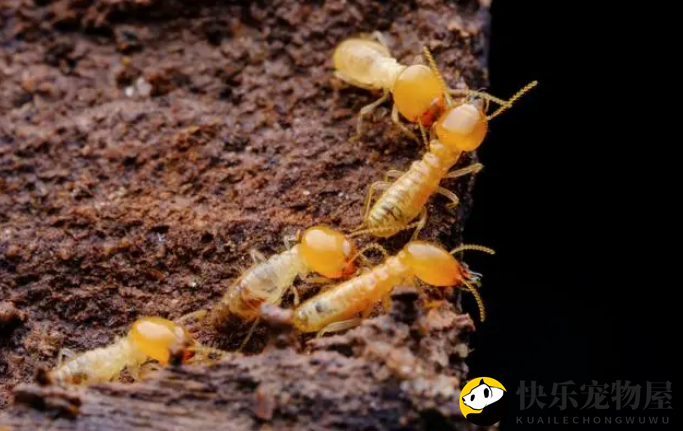 金华白蚁防治电话