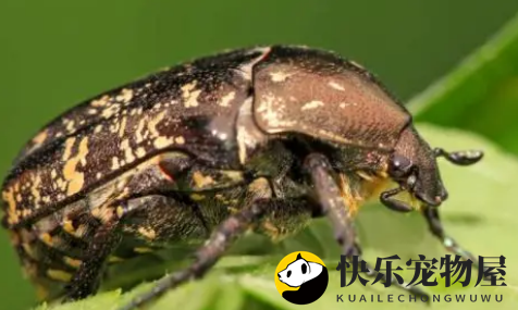 金龟子养护攻略：揭秘身边的美丽生命！