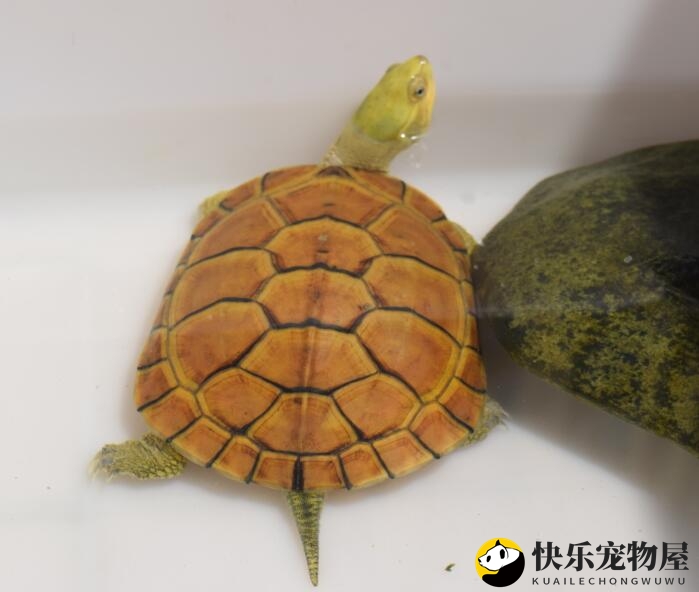 黄喉拟水龟的寿命之谜：你是否感到意外