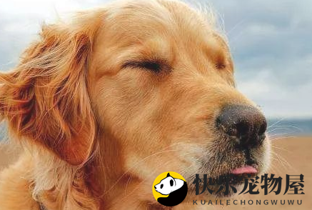 金毛口水多！探究导致它唾液过多的关键原因