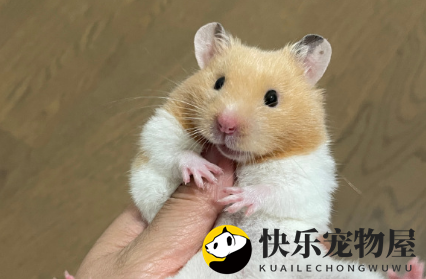 金丝熊能长多大？养金丝熊要注意什么？
