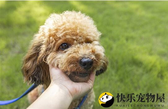 揭秘迷你型泰迪的体重之谜，4斤是否属实？