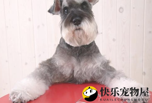 雪纳瑞打喷嚏恶心呕吐是感冒发烧吗？