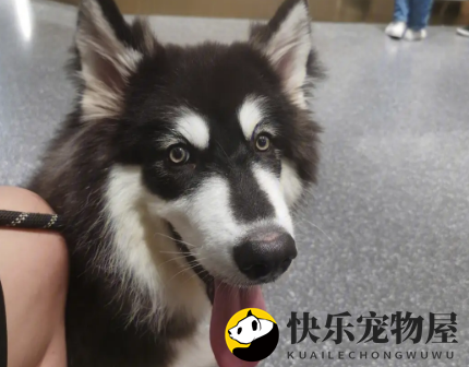阿拉斯加犬如何处理毛绒问题？