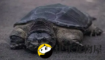 揭秘：中美拟鳄龟的饲养技巧，新手也能轻松上手！