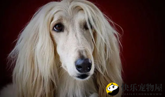 阿富汗猎犬掉毛严重，营养补充是关键！