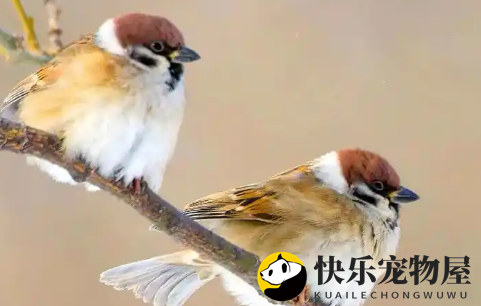 麻雀喂什么最好