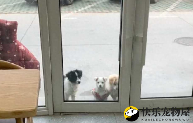 饭店老板邀请流浪狗进店用餐，却遭举报不卫生，老板选择收养！