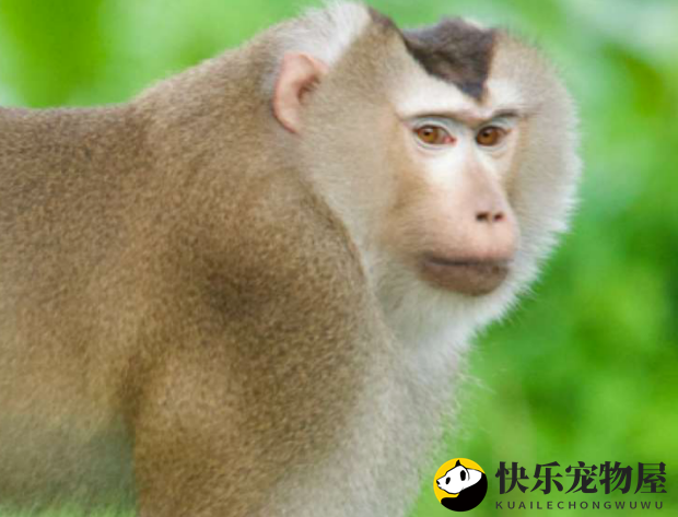 适应力惊人的北豚尾猴,不容错过 适应力惊人的北豚尾猴,不容错过