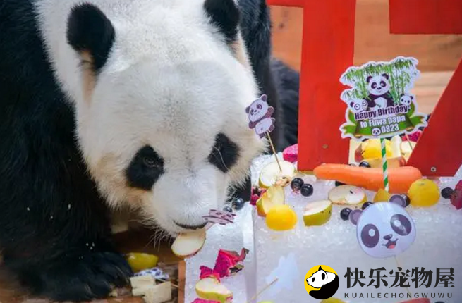 马来西亚将向中国要求延长大熊猫租借期