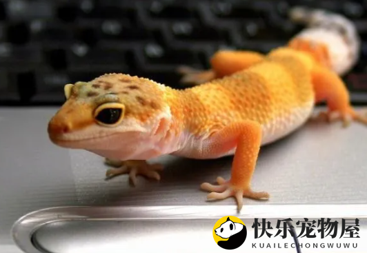 饲养守宫常见疾病有哪些