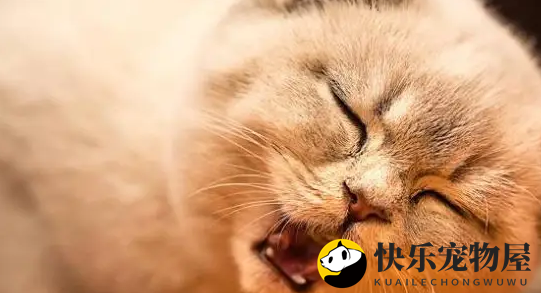 铲屎官用红烧肉调戏胖猫，猫咪的表情亮了，笑哭主人