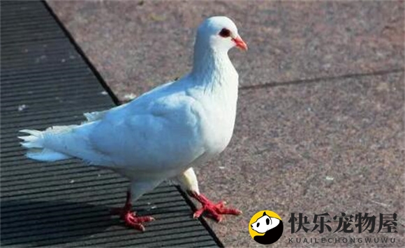 鸽子处理方法