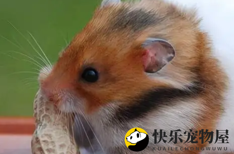 金丝熊能长多大？养金丝熊要注意什么？