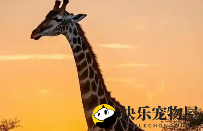 揭秘长颈鹿的角