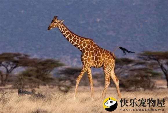 长颈鹿为什么心里乐滋滋的