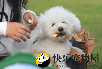饲养泰迪优势多多的，现在开始养一只“小公举”了
