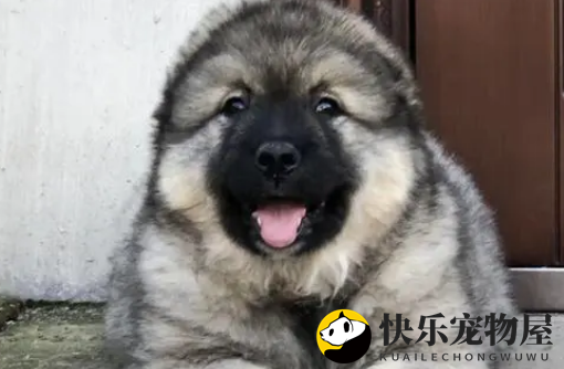 高加索犬揭秘?在狗界中属凶猛之列 高加索犬揭秘?在狗界中属凶猛之列