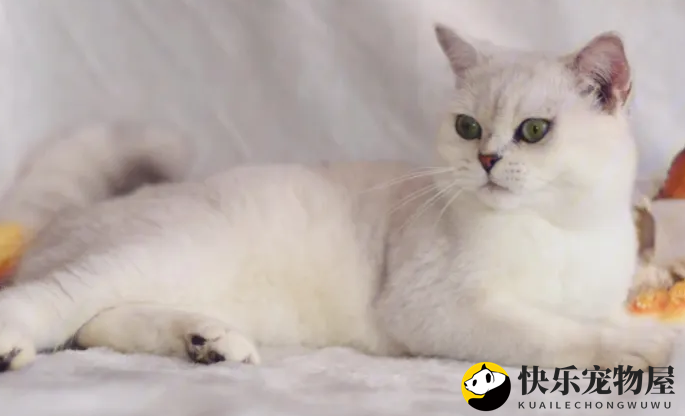 银渐层猫粘人嘛？想养的来看看吧