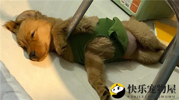 金毛脚趾缝毛要不要剪？答案是需要的