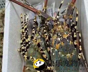 鲜活大龙虾保存技巧