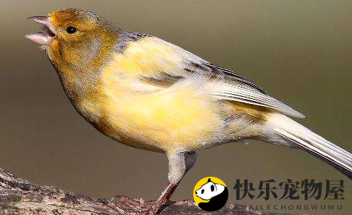 黄玉鸟怎么养？这些饲养技巧要掌握