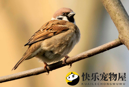 麻雀的价值探讨