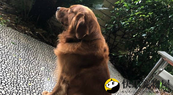 金毛脾气真好，把它关在这里不让出去，从来没有生过气