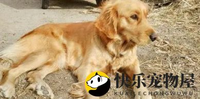 金毛天天在外乱跑，生了一窝“黑煤球”，也不知道爹是谁