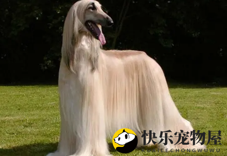 阿富汗猎犬别名？阿富汗猎犬又名喀布尔犬