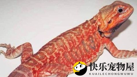 鬃狮蜥寿命揭秘 鬃狮蜥寿命约7-10年